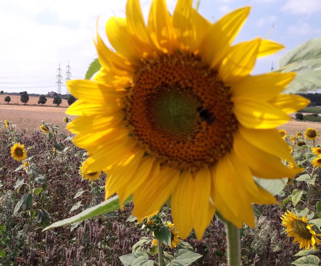 Sonnenblume von der Einladung